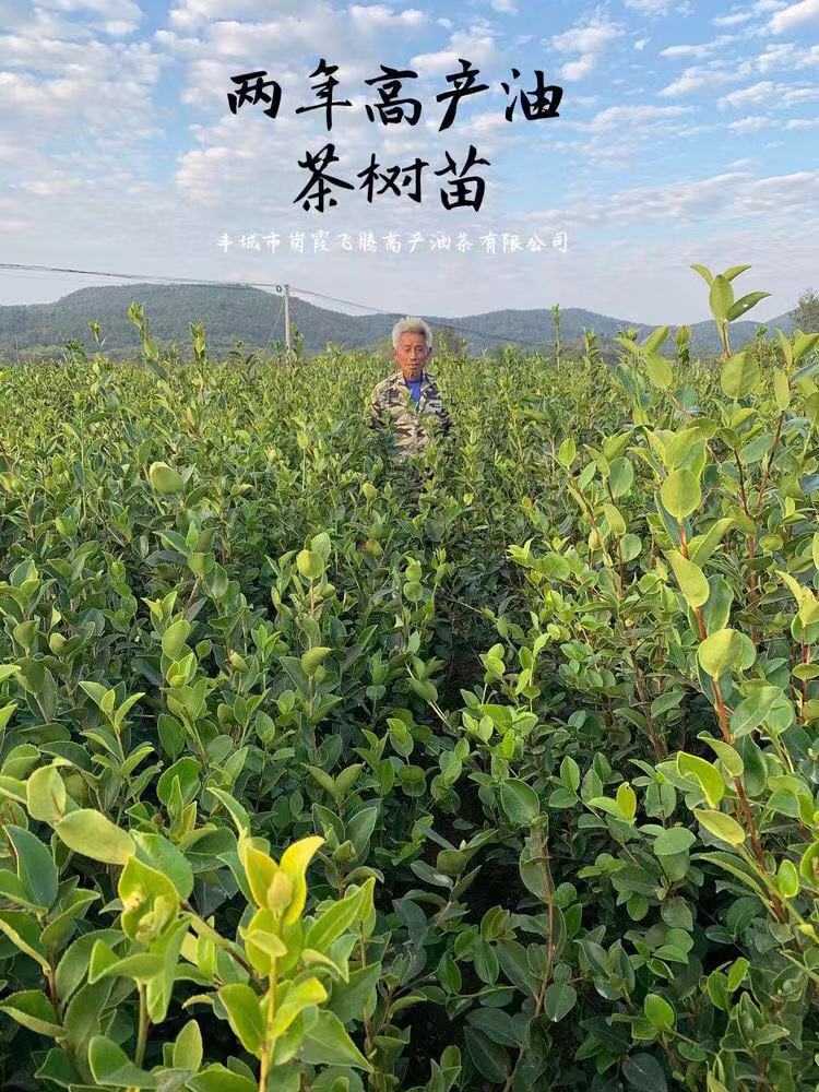 兩年高産(chǎn)油茶苗