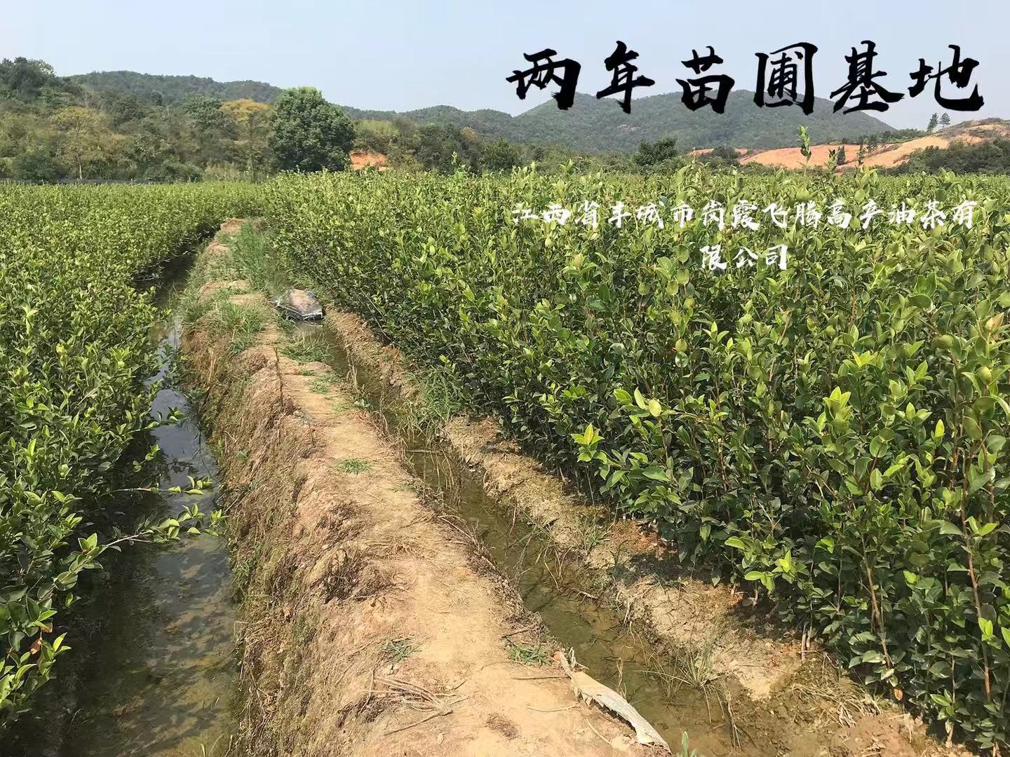 兩年油茶苗圃基地