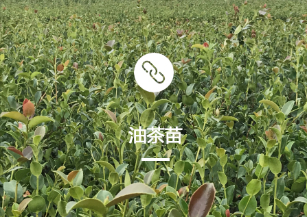 茶油苗