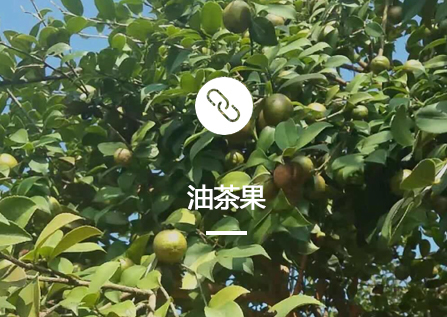 油茶果